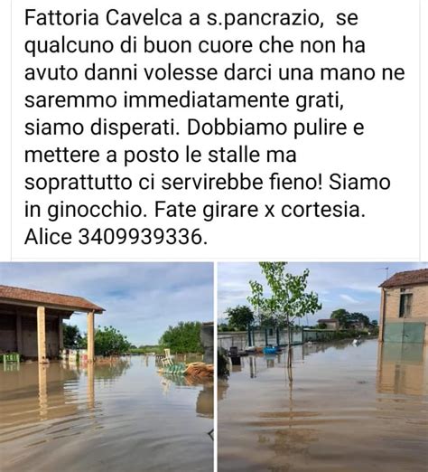 Alluvione In Emilia Romagna Si Mobilitano Anche Gli Allevatori