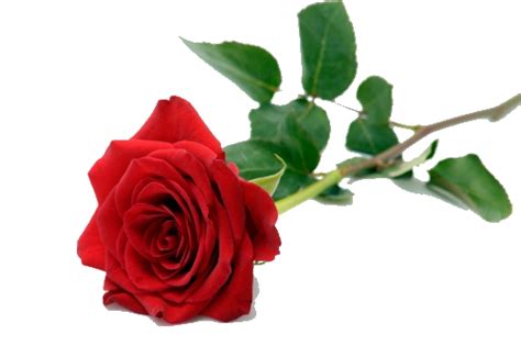 Single Red Rose Transparent Hq Png Download Freepngimg