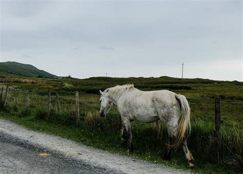 Connemara Guide Race De Cheval