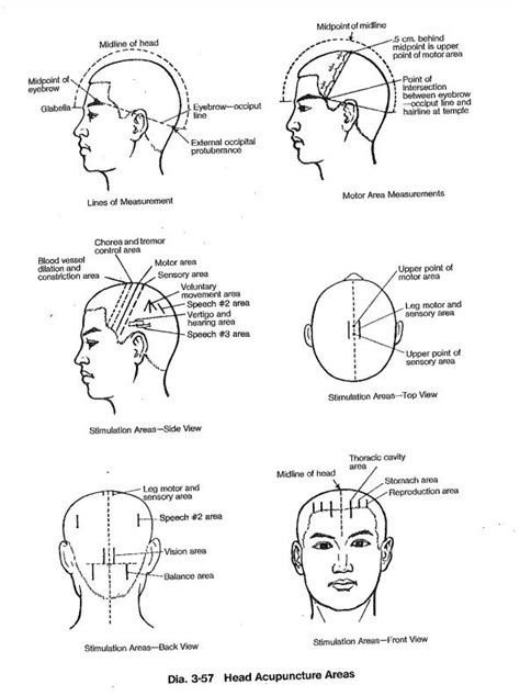 Scalp Acupuncture Location And Indications Diagram Quizlet