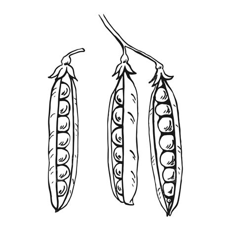 Organic Peas Pods Illustration Converted To Vector Seed Drawing Doodle