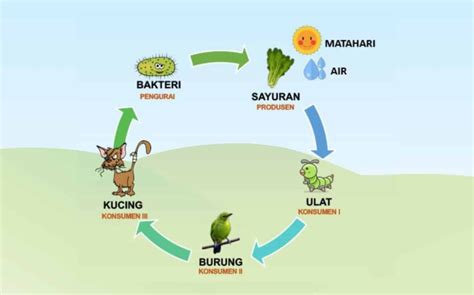 Koleksi Gambar gambar rantai makanan kucing Lengkap - PNGMakanan