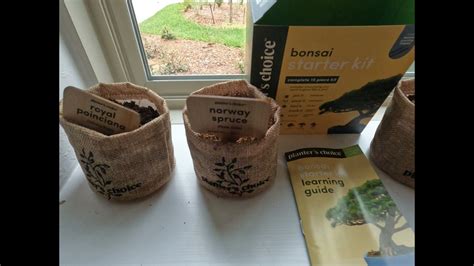 Best Bonsai Tree Starter Kit Planters Choice Bonsai Starter Kit