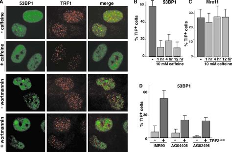 Figure From Dna Damage Foci At Dysfunctional Telomeres Semantic Scholar