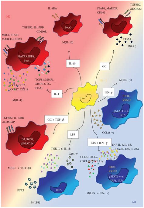 Past And New Concept In Macrophage Polarization A Schematic Overview