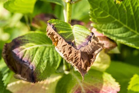 Hortensie Verlässt Krankheit Eingefroren Stockfoto Bild von