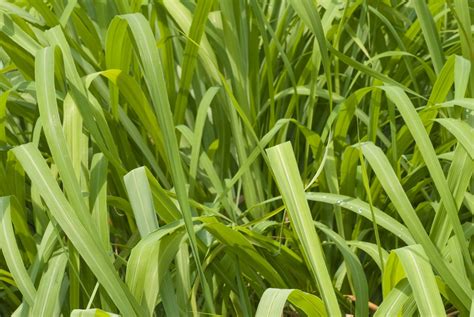Citronella oil Sri Lanka | Essential Oils and Resinoids
