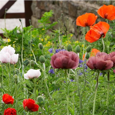 Collection De Pavots D Orient Classiques Papaver Orientale En