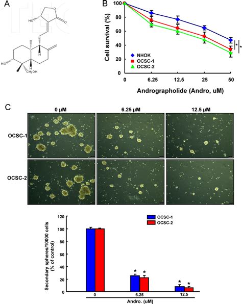 The Cytotoxicity And Effect Of Andrographolide On Ocscs Self Renewal