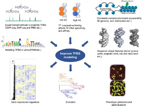 Figure From Building Transcription Factor Binding Site Models To