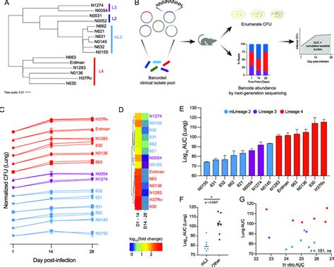 Barcoded Pool Of M Tuberculosis Clinical Isolates For Multiplexed