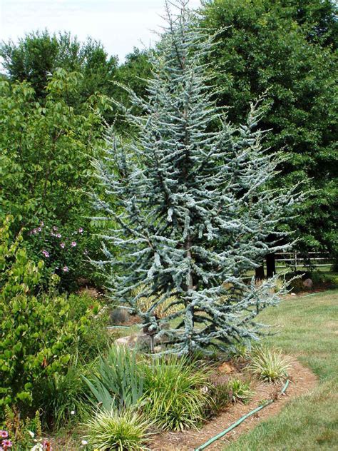 Plantfiles Pictures Cedrus Blue Atlas Cedar Glauca Cedrus