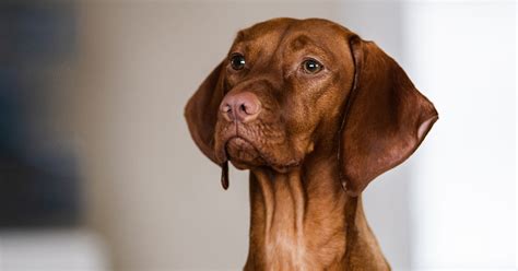 Elkészült a rövidszőrű magyar vizsla genetikai fajtaprofilja - Jó tudni!