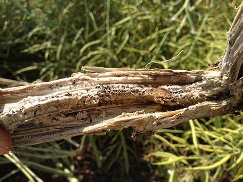 Sclerotinia Stem Rot Of Canola Oklahoma State University