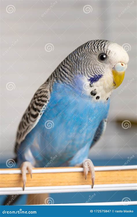 Parakeet Budgie Female