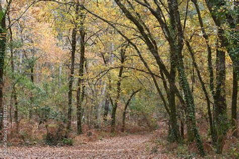 France Aquitaine Paysage Automnal For T De Ch Nes Aux Magnifiques