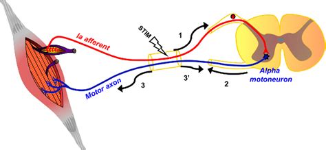 Motor And Reflexive Pathways Activated By Nerve Stimulation Electrical Download Scientific