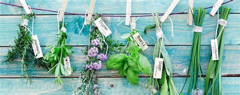 Мятная ферма. Пряные травы, мята, многолетники. | Мята сортовая садовая ...