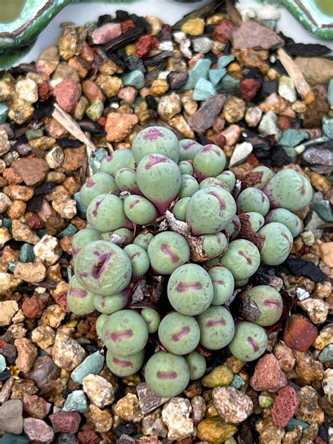 Rare Succulent Conophytum Vanzylii Cluster Heads Korean Import