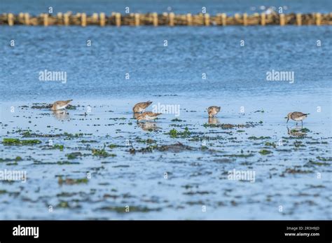 Plover Like Birds Hi Res Stock Photography And Images Alamy