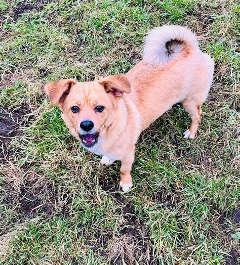 Coco 9 Month Old Female Pug Cross Corgi Available For Adoption