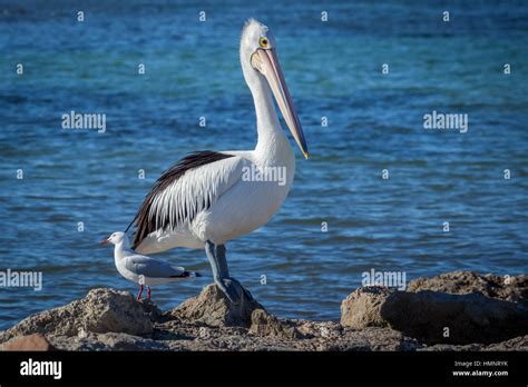 Australian Pelican and seagull on seashore Stock Photo - Alamy