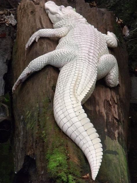 Bhitarkanika White Crocodile