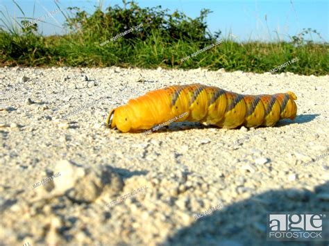 larva of a Acherontia atropos, Stock Photo, Picture And Rights Managed ...