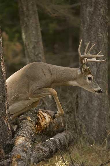 A Buck Jumping A Log Whitetail Deer Pictures Whitetail Deer Hunting Deer Hunting Tips Deer