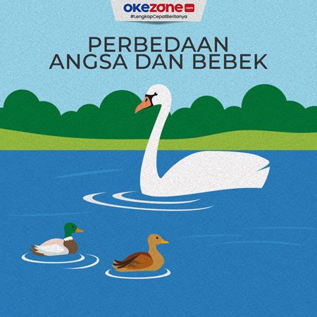 Sering Dianggap Sama Ini Perbedaan Angsa Dan Bebek Foto Okezone