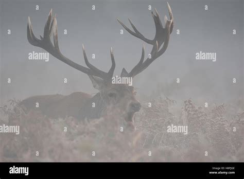 Red Deer Stag At Sunrise In Early Morning Mist Stock Photo Alamy