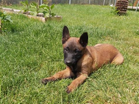 Chiots Bergers Belges Malinois à vendre 2 Femelles Petite Annonce chien