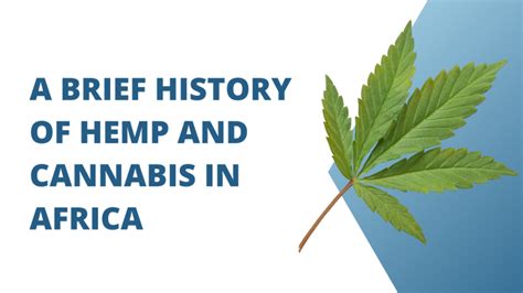 A Brief History Of Hemp And Cannabis In Africa InventoryClub Media Hub