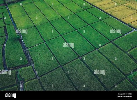 Green Rice Fields From Above In The Countryside Stock Photo Alamy