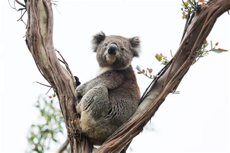 600 Free Oficiální Koala Koala Images Pixabay