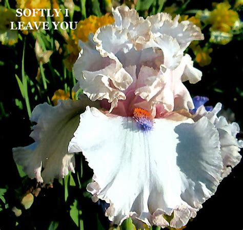 Iris Softly I Leave You Stout Gardens At Dancingtree