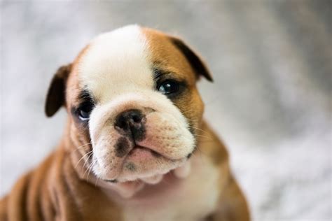 Premium Photo Small Little English Bulldog Puppy Baby Newborn