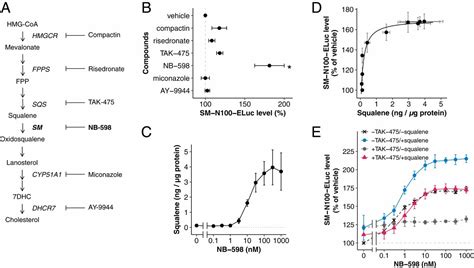 A Key Mammalian Cholesterol Synthesis Enzyme Squalene Monooxygenase