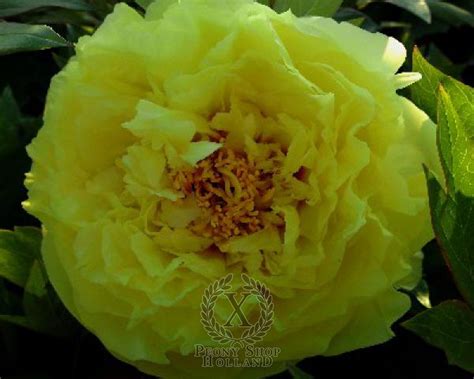 Peony Yellow Crown Itoh Hybrid At Peony Nursery Peonyshop