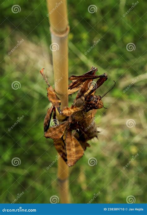 Extatosoma Tiaratum Commonly Known As The Spiny Leaf Insect The Giant