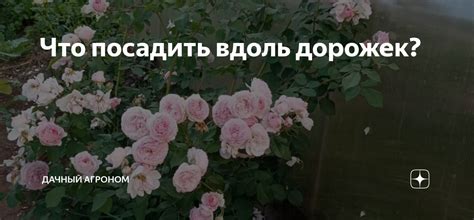 Что посадить вдоль дорожек? | Дачный агроном | Дзен
