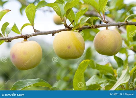 Yellow Plums Ripening On The Tree Stock Image Image Of Green Fall