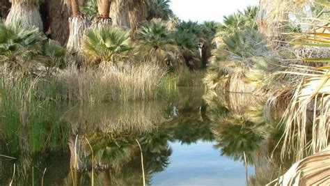 Experience A Palm Oasis And All The Life That Exists There Palm