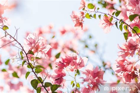 Aufkleber Papierblumen Oder Bougainvillea PIXERS AT