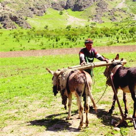 Photo 4. Farmer begins to plow the field with a self-made plow. April ...