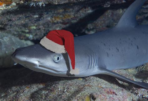 Shark With Santa Hat Photograph by Gary Hughes