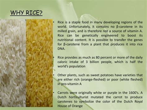 Golden Rice The Genetically Modified Crop In India