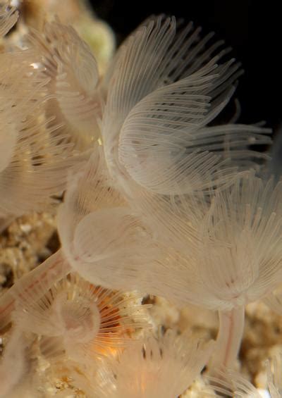 Horseshoe worm images (Phylum Phoronida)