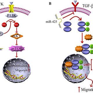 The Role Of Mir In Breast Cancer Progression A And Tnbc Cells B