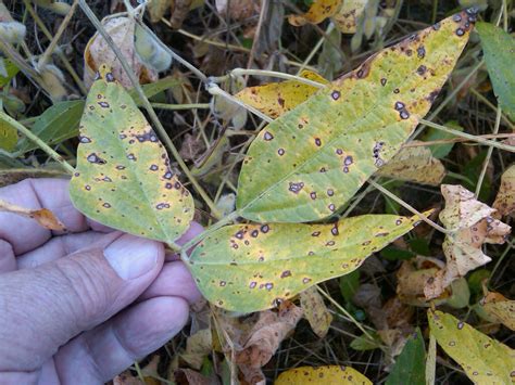 Frogeye Leaf Spot Crop Science Us